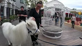 Lt. Rowdy Mini Horse Visiting Westfield Topanga Village (41)