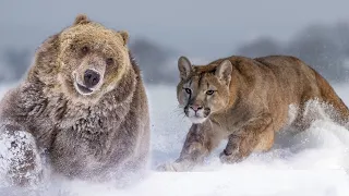 Even Bears don't mess with this Predator! Puma — Hot-tempered mistress of the mountains!