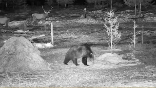 2019/02/21 - 817  Brown Bear on Bear Watching Transylvania