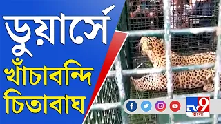 Dooars Leopard: চা-বাগানে চিতাবাঘের দাপট, বন দফতরের খাঁচায় সমস্যার সুরাহা