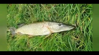 PREDATOR FISHING: Season 1 Compilation "Catching pike in shallow ponds @ the Netherlands"