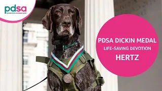 Retired Military Working Dog Hertz is awarded the PDSA Dickin Medal