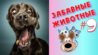 Я РЖАЛ ЦЕЛЫЙ ЧАС /СМЕШНЫЕ ЖИВОТНЫЕ/ТЕСТ НА ПСИХИКУ/ ПОПРОБУЙ НЕ ЗАСМЕЯТЬСЯ/ЛУЧШИЕ ПРИКОЛЫ #9