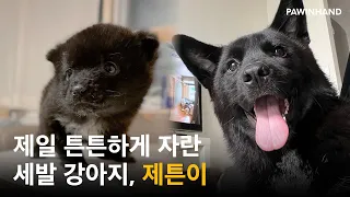 한쪽 다리가 없는 강아지, 폭풍성장 근황!ㅣ유기견입양ㅣ유기견입양 후 변화ㅣ유기견입양과정ㅣ유기견변화과정