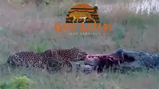 Leopard vs Crocodile - Yala National Park.