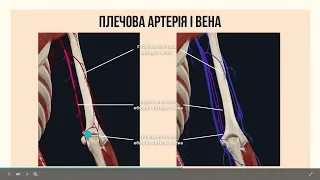 Артерії та вени верхньої кінцівки