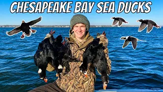 CHESAPEAKE BAY SEA DUCK HUNT | Maryland Duck Hunting 2022