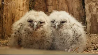 Tawny Owl Mum Adopts Two Rescue Chicks After Her Eggs Don't Hatch | Luna & Bomber | Robert E Fuller