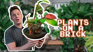 I Tried Growing Plants on a Brick! Here's What Happened!
