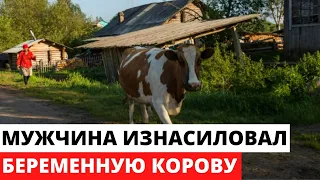 Сельский парень позарился на корову