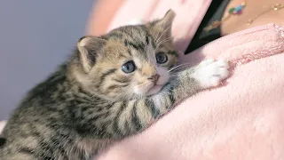 Little Kitten Was Hiding Under A Car. Waiting For Mom But She Was Gone