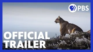 Pumas: Legends of the Ice Mountains | Official Trailer | NATURE | PBS