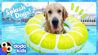 We Can't Keep This Splash Dog Out Of His Neighbor's Pool! | Dodo Kids | Splash Dogs