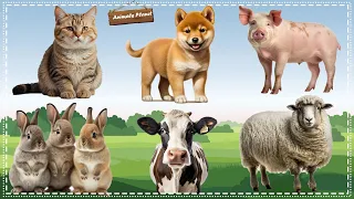 Animal Sounds and Funny Animal Videos: Pig, Dog, Cat, Rabbit, Cow, Sheep