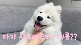 아기 사모예드가 TV를???