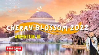 Washington, DC Cherry Blossom 2022 | Cerezos en Flor en Washington, DC 2022