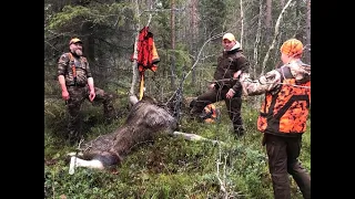 HIRVIJAHTI LOKAKUU 2020 / MOOSE HUNTING IN FINLAND