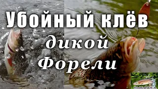 Убойный клёв. Дикая форель. Рыбалка в Ленинградской области. Июль 2020.