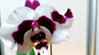 Необычное цветение орхидеи Полька дот