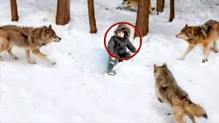 A pack of hungry wolves surrounded the boy, what happened next is beyond words. Must be seen!