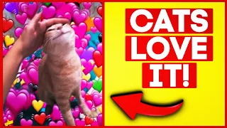 12 Things Cats ABSOLUTELY Love (ALWAYS Do This With Your Cat)