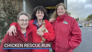 A Co Kildare animal sanctuary is carrying out its biggest hen rescue run of the year.