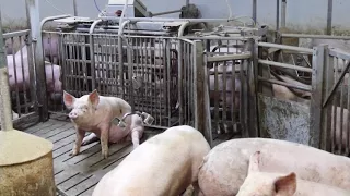 Pigs 2022 - Pig weighing systems