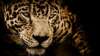 La Carrera de la Vida: Los Grandes Felinos | Grandes Documentales