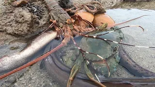 赶海意外发现“宝石窟”，各种海鲜全部堆成宝山，简直成了海货的天堂