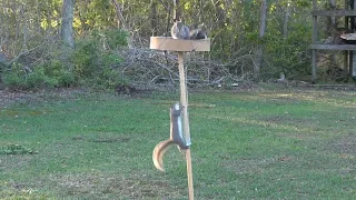 Ninja Squirrel vs Slinky #shorts