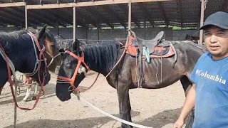 11 06 2023 Мініс ат айғырлар.