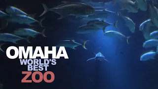 OMAHA: Touring The World's Best ZOO - Henry Doorly Zoo & Aquarium