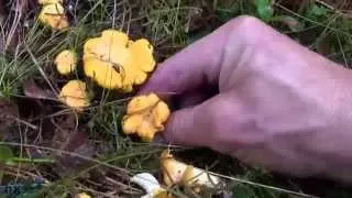 Grybai ir grybavimo ypatumai Mushrooms and mushroom picking peculiarities