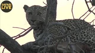 safariLIVE- Sunset Safari - September 29, 2018