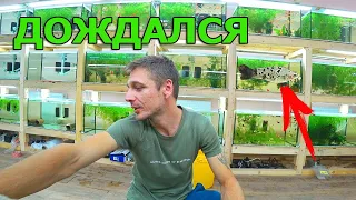 Чернобелая самка меченосца родила мальков