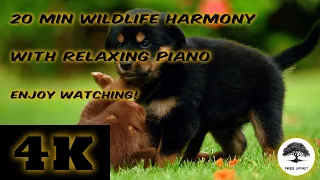 🐾🎹 Animal Ambiance for Relaxation 😌✨ #naturetherapy  #relaxation