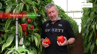 Más producción en los meses de invierno con el pimiento california rojo Ercina F1