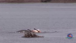 Giant crocodile eats cow - Death roll