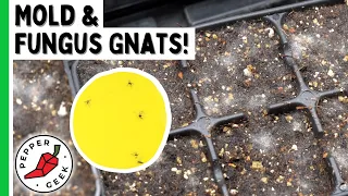 Mold and Fungus Gnats - How To Deal With Them Indoors - Pepper Geek