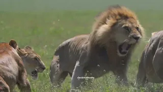 Group Of Female Lions Fight Male Lion