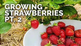 Growing Strawberries (Part 2): Pruning, Pests, and Harvesting