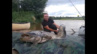 Le Silure aussi a une technique du poisson mort.... #Silure de Loire