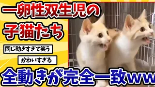 【2ch動物スレ】一卵性双生児の子ネッコ達→声も仕草も完全に同じｗｗｗｗｗ