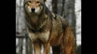 Native American  (Wolves 2)