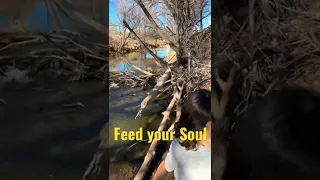 Feed your Soul￼