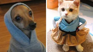 Dogs & Cats Wearing Funny Costumes 😹 Funny animals 😺🐶 Funny Cats And Dogs Compilation | Funny Paw