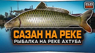 Сазан на реке Ахтуба • Русская Рыбалка 4