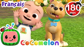 Ma chanson de chien, Bingo | Chansons pour Bébés | CoComelon Le coin des Animaux de JJ - Comptines