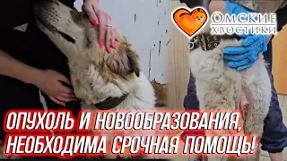 Опухоль и новообразования, НЕОБХОДИМА СРОЧНАЯ ПОМОЩЬ! | Лила