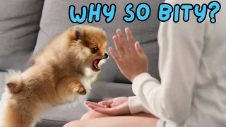 Why do Pomeranians Bite so Much?